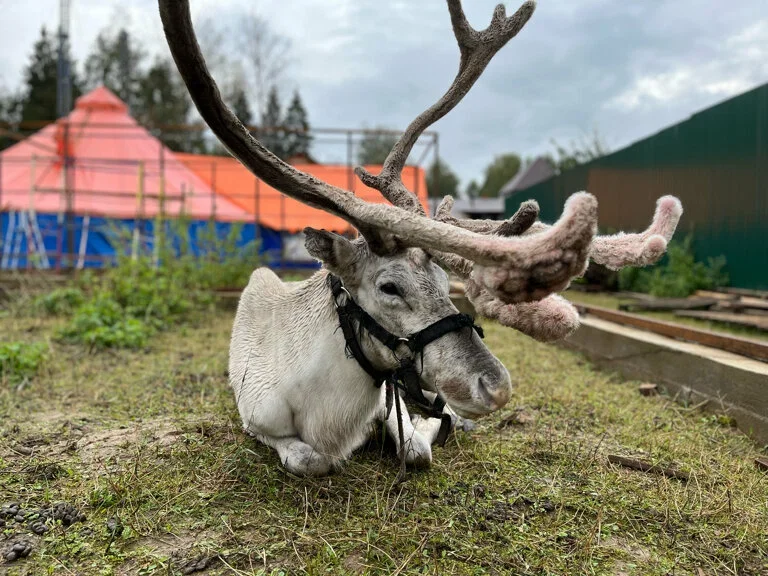 Фото Оленья ферма "ZooOleni" - развлечение в Москве | Досугатор
